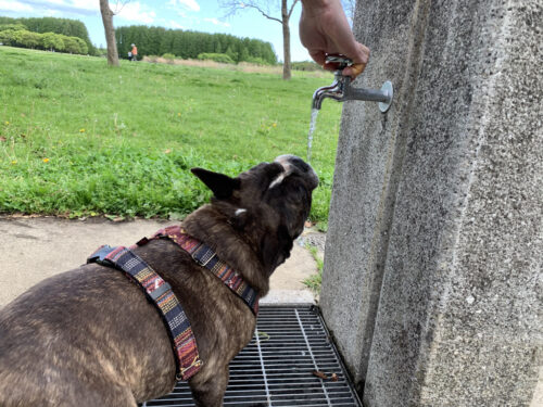 水元公園　ミニーちゃん