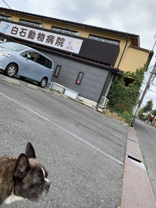 白石動物病院　ミニーちゃん