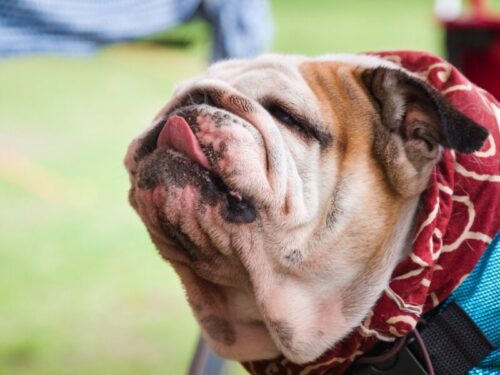 BULLDOG CAMP in 猪苗代湖　プーちゃん