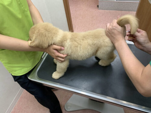 ぽっとまむ動物病院　ジャスミン