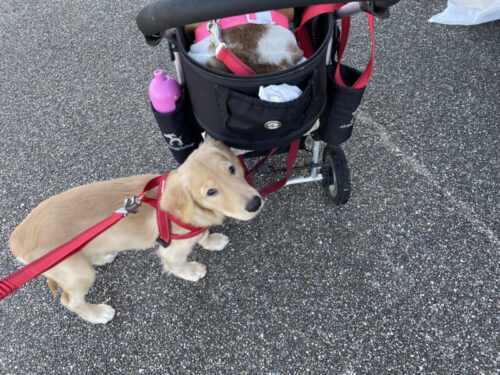 松伏緑の丘公園　ジャスミン