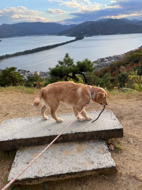 天橋立傘松公園　ジャスミン