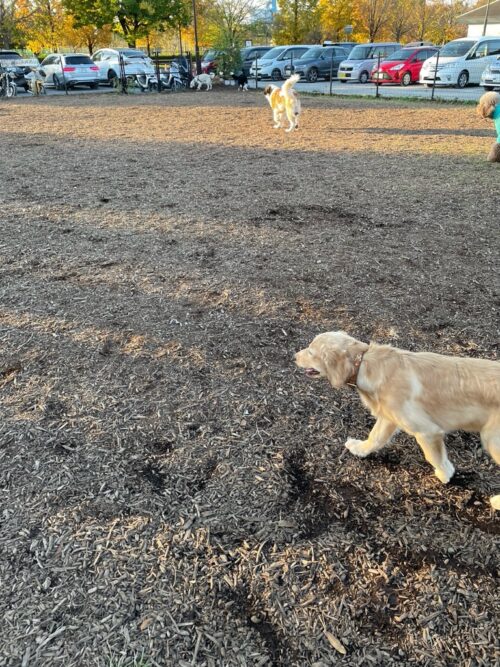 舎人公園ドッグラン　ジャスミン