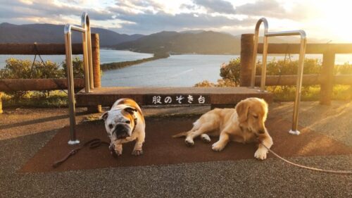 天橋立傘松公園　プーちゃん＆ジャスミン