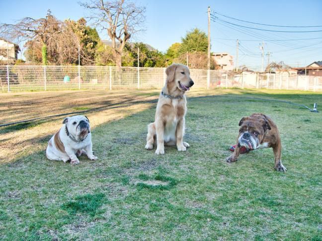 DOGRUN+CAFE FETCH!　プーちゃん＆ジャスミン＆でんすけ