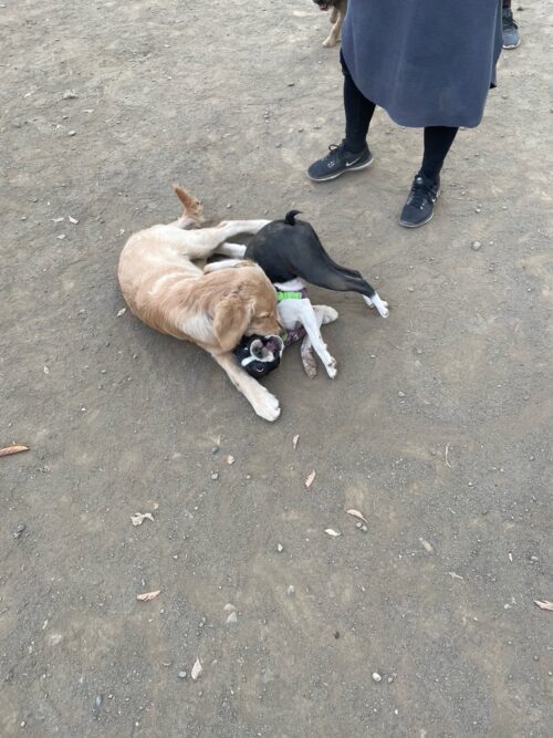 木場公園ドッグラン　ジャスミン