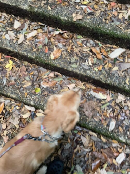 天橋立傘松公園　ジャスミン