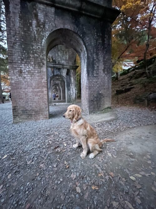 南禅寺　ジャスミン