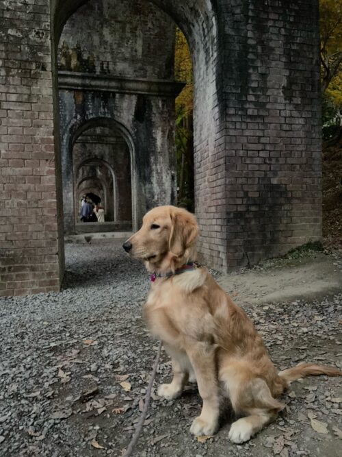 南禅寺　ジャスミン