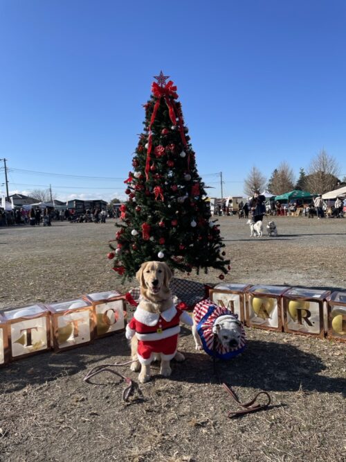 クリスマス　プーちゃん＆ジャスミン