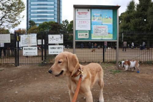 木場公園ドッグラン　プーちゃん＆ジャスミン