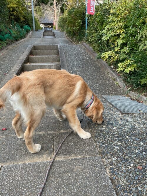 天橋立傘松公園　ジャスミン