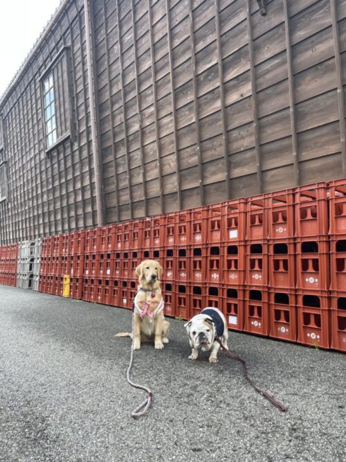 輪島の朝市　プーちゃん＆ジャスミン