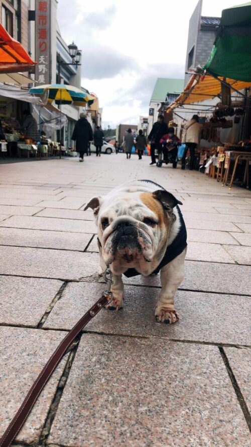 輪島の朝市　プーちゃん