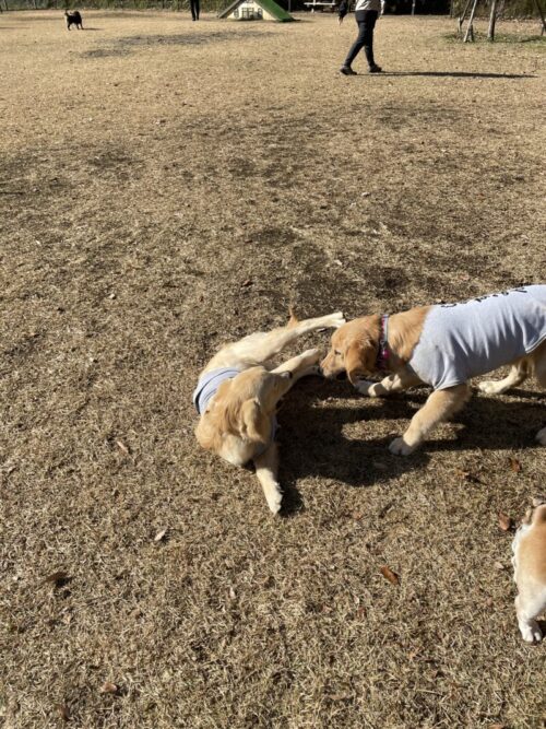 国営武蔵丘陵森林公園　えるちゃん＆ジャスミン