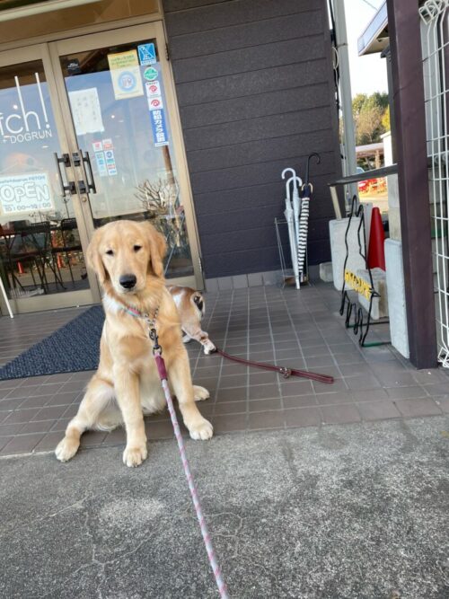 DOGRUN+CAFE FETCH!　プーちゃん＆ジャスミン