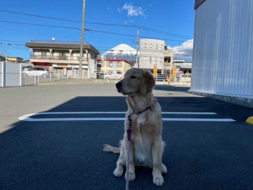 はっちゃん　富士山　ジャスミン