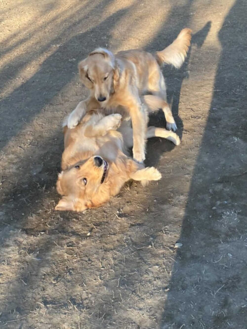 水元公園　ジャスミン