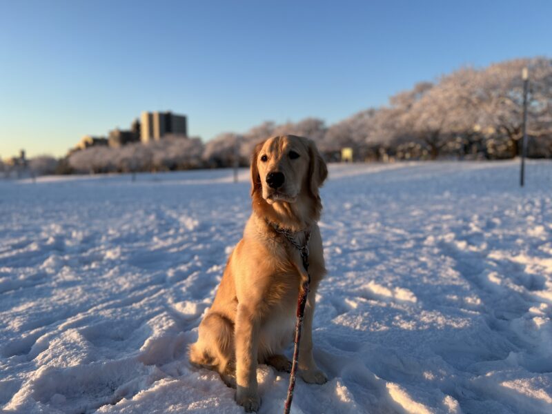 雪　ジャスミン