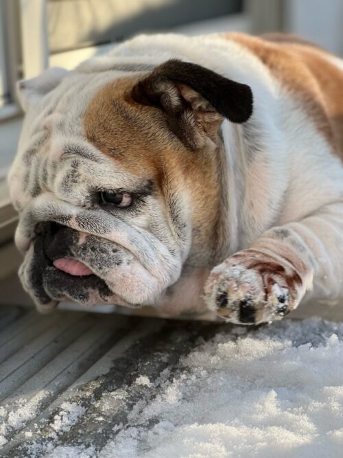 雪　プーちゃん