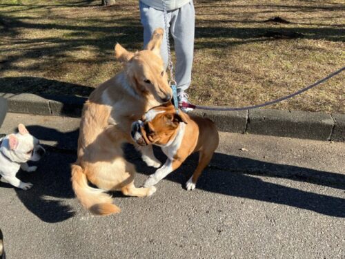 水元公園ドッグラン　ジャスミン＆そら＆こてつ