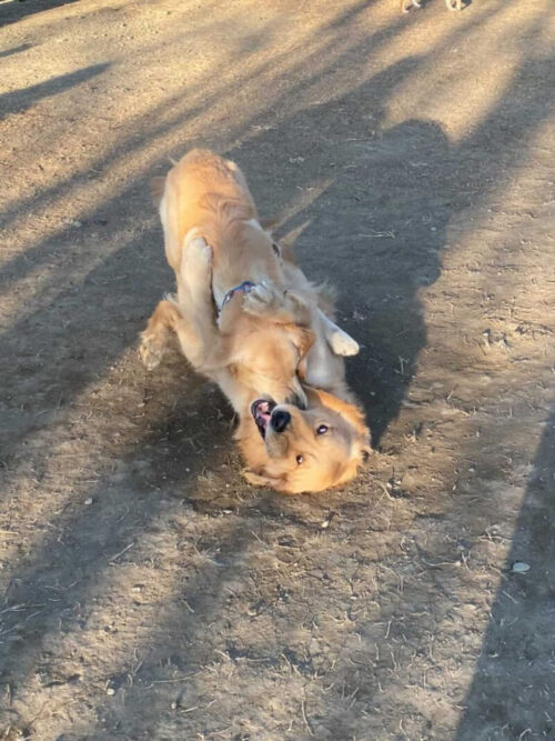 水元公園　ジャスミン