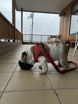 道の駅　しかべ間歇泉公園