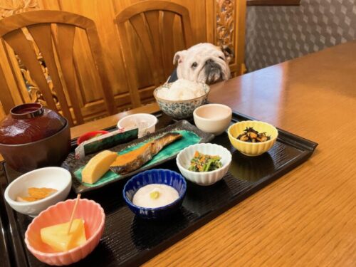 犬御殿　プーちゃん　朝食