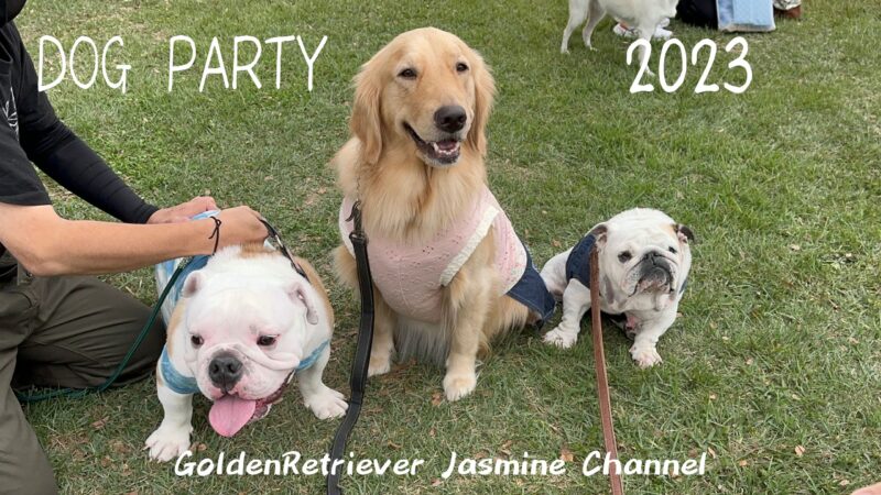 DOG PARTY 2023