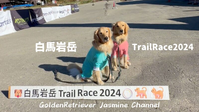 【ゴールデンレトリバー】ジャスミン、白馬岩岳 Trail Race 2024