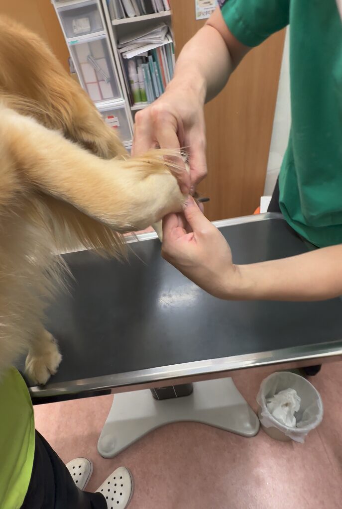 滑膜肉腫闘病から寛解まで