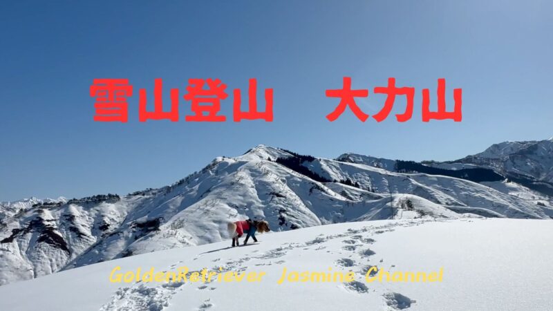 【ゴールデンレトリバー】ジャスミン・アリス、大力山